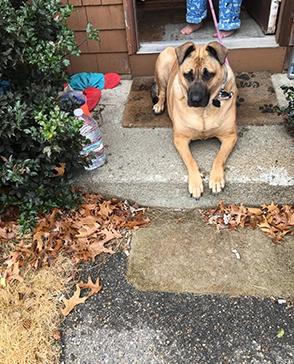 Tan mastiff mix lying on a front porch with autumn leaves in East Greenwich, RI