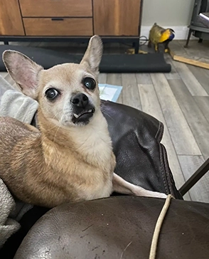 Small tan Chihuahua mix resting on a leather couch at home in Cranston, RI