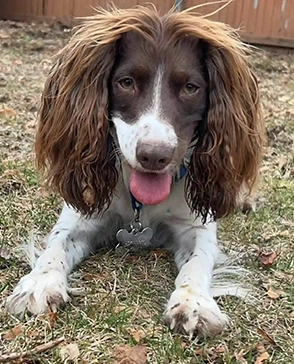 Springer Spaniel lying on grass, ready for in-home pet sitting in Warwick, RI