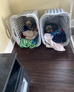 Two small dogs resting in white pet carriers on a wooden floor