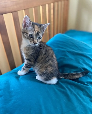 Calico kitten sitting on a blue bed and looking over its shoulder