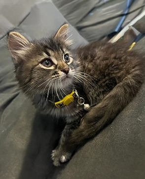 Tabby kitten with a yellow collar resting on a gray couch