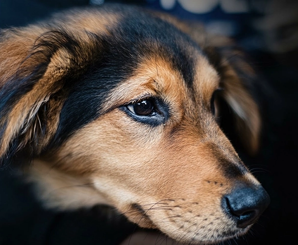 Close-up of a black and tan dog's face with soft fur
