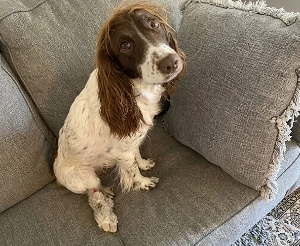 Springer Spaniel sitting on a gray couch and looking to the side