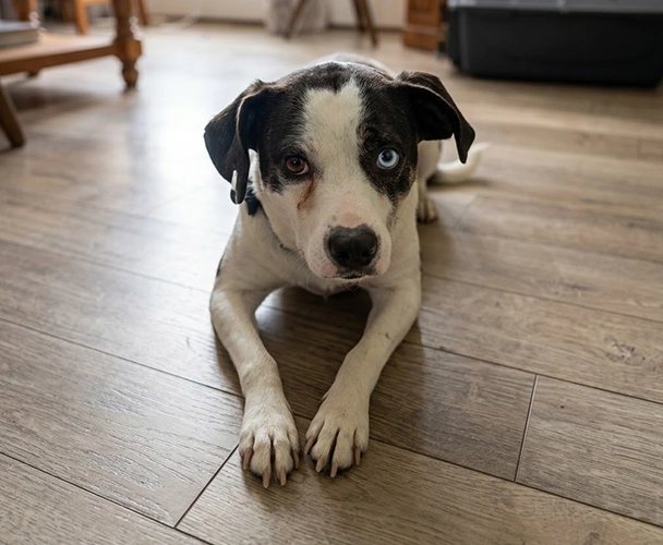 Black and white dog lying on a wooden floor, looking up at the camera