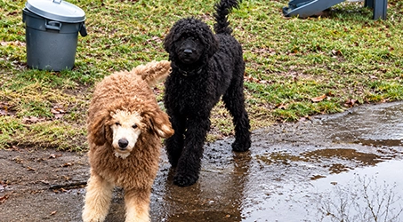 Two curly-coated dogs, one tan and one black, on a wet backyard path