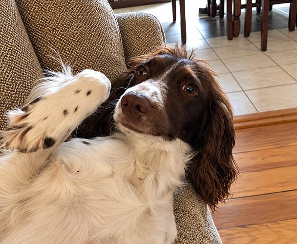 Springer Spaniel relaxing on a couch at home and raising a paw