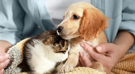 Person holding a golden puppy and a kitten together on a blanket