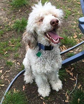 Happy white curly-haired dog sitting on the grass during an outdoor outing in Warwick, RI