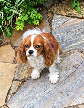 Cavalier King Charles Spaniel sitting on a stone garden path