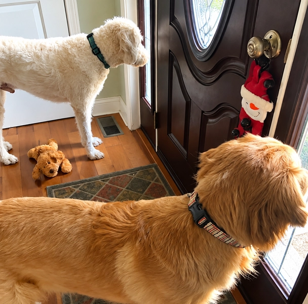 Two dogs waiting by the front door, ready for an outdoor activity in Warwick, RI