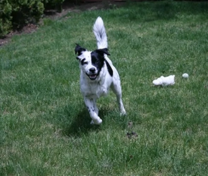 Happy black and white dog running on a green lawn with a toy