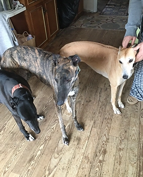 Two greyhounds and a tan dog greeting a pet sitter indoors