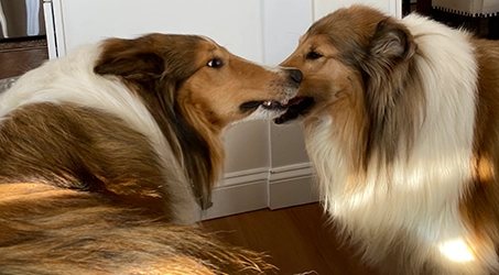 Two Rough Collies nuzzling each other indoors